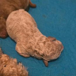 Tony - Cream male Maltipoo puppy in Nokomis, Florida from Sunset Farm Florida