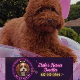 Tillie 8 1 7 - 9 1 7 - 0 5 6 4 - Red female Cavapoo puppy in Dallas, Texas from Halo's Heroes Doodles