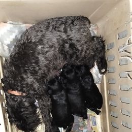Syr - Black Miniature Schnauzer puppy in Templeton, California from Zion Miniature Schnauzers