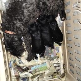 Syr - Black Miniature Schnauzer puppy in Templeton, California from Zion Miniature Schnauzers