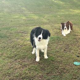 Border Collies from Reedy River Border Collies