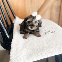 Parmesan - Black & tan female Maltipoo puppy in Huntsville, Texas from Nelson Creek Farms