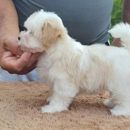 Cavachon, Cavalier King Charles Spaniel, Cavapoo, and Havanese Puppies from Peaks Pups & Cavachon Love Chocolate Cavaliers, Cavaliers, Cavachon’s, Cavapoos & Havanese