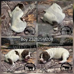 Boy 232125M20R - Liver and white male German Shorthaired Pointer puppy in Moyie Springs, Idaho from Wier Farms GSP