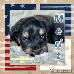 Merit - Black and silver male Miniature Schnauzer puppy in Independence, Missouri from Crown Schnauzers KC