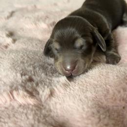 Dachshund Puppies from Dooney's Dachshunds