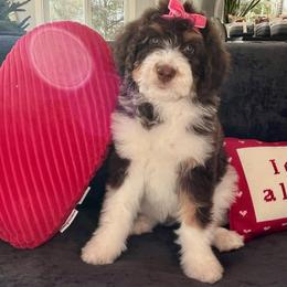 Autumn - Tri-color female Bernedoodle puppy in Harpers Ferry, West Virginia from Oso Perfect Poodles and Doodles