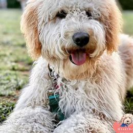 Astrid - Australian Labradoodle