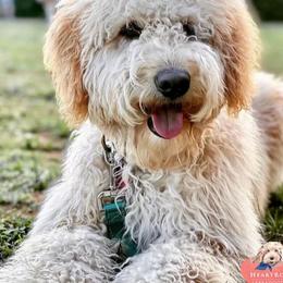 Astrid - Australian Labradoodle