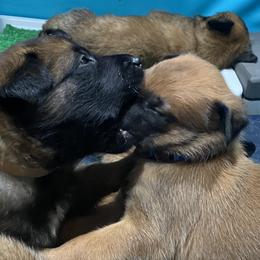 Belgian Malinois and German Shepherd Puppies from Madhouse’s Belgian Malinois and German Shepherds