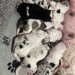 Old English Sheepdog and Sheepadoodle Puppies from Desert Sheepies