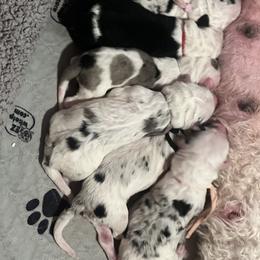 Old English Sheepdog and Sheepadoodle Puppies from Desert Sheepies
