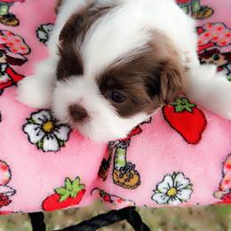 Shih Tzu Puppies from Kaselyn’s puppies
