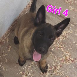 Girl 4 - Mahogany female Belgian Malinois puppy in Corpus Christi, Texas from Heavenly Firefly Belgian Malinois
