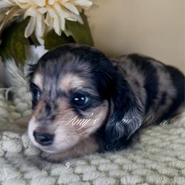 Athena - Dapple female Dachshund puppy in Jena, Louisiana from Amy’s Mini Doxies