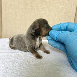Blue Boy - Black and tan male French Bulldog puppy in Dawsonville, Georgia from Baros Kennel