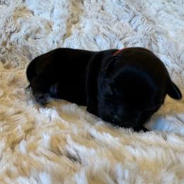 Orange Collar Male - Black and white male Staffordshire Bull Terrier puppy in Princeton, Minnesota from Thor’s Beagles & Maha’s Staffy