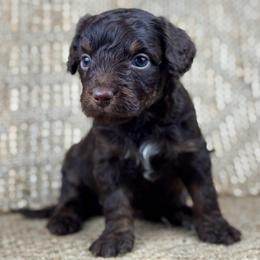RPM10 - Red phantom male Aussiedoodle puppy in Prague, Oklahoma from Classic K9’s  Aussies & Doodles
