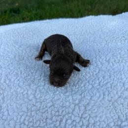 Dove - Brown white and tan female Cockapoo puppy in Albany, Kentucky from Windy Pines Farm