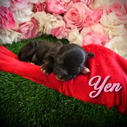 Yen - Chocolate female Yorkipoo puppy in Pennsauken, New Jersey from Noir Luxe Litters of NJ