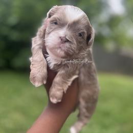 Macchiato - Lilac male Shih Tzu puppy in Olive Branch, Mississippi from Lavender Blue Exotic Crew