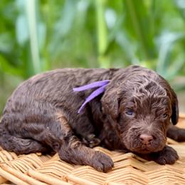 Purple - Chocolate female Goldendoodle puppy in Hesperia, Michigan from Red Acres Poodles & Doodles