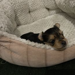 Noel - Yorkshire Terrier puppy in Elk Ridge, Utah from Janita's Yorkshire Terriers