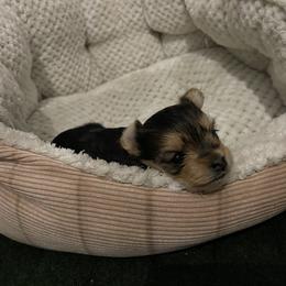 Noel - Yorkshire Terrier puppy in Elk Ridge, Utah from Janita's Yorkshire Terriers
