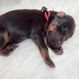 Dark pink collar Girl - Black and rust female Doberman Pinscher puppy in Madison, Indiana from Jensen Dobermans and Dachshunds