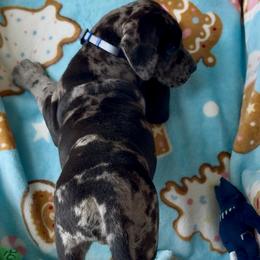 Great Dane Puppies from Split Rock Danes