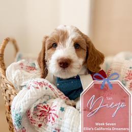 Diego - Parti male Goldendoodle puppy in California City, California from Summer Sun Doodles
