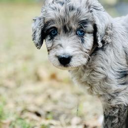 Aussiedoodle and Australian Shepherd Puppies from Young Gun Aussies