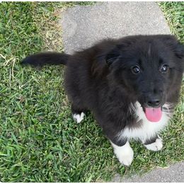 Australian Shepherd and Miniature Australian Shepherd Puppies from Integrity Aussies Tx