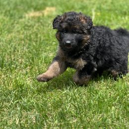 German Shepherd Puppies from T Double B LLC
