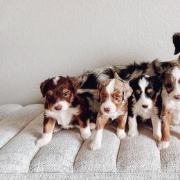Aussiedoodles and Goldendoodles from Montana Raised Doodles