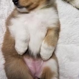 Collie Puppies from Whisper Collies