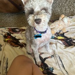 Honey - Miniature Schnauzer