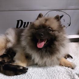 Freya - Keeshond