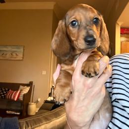 Dwight - Dapple male Dachshund puppy in Sulphur Springs, Texas from Waggin Beach Paradise Doxies