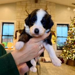 Clarice - Tri-color female Bernedoodle puppy in Yuba City, California from Ranch House Doodles