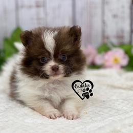 Max - Chocolate parti male Pomeranian puppy in Nashville, Arkansas from Cuddles n Curls