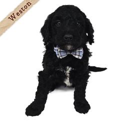 Weston - Black and white male Bernedoodle puppy in Crawfordsville, Indiana from Winding Creek Ranch Doodles