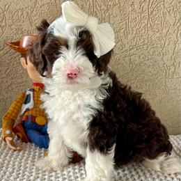 Bo Peep - Tri-color female Bernedoodle puppy in Utah County, Utah from Cascade Springs Doodles