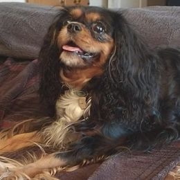 Cavalier King Charles Spaniels from Mountain Treasure Cavaliers