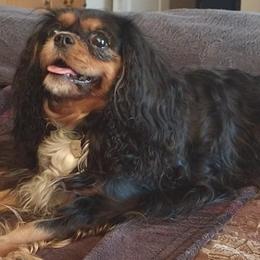 Cavalier King Charles Spaniels from Mountain Treasure Cavaliers