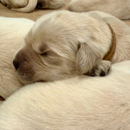 Wolverine - Light golden male Golden Retriever puppy in Oregon from Bliss Retrievers