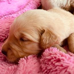 Honey - Golden female Golden Retriever puppy in Blackfoot, Idaho from Ivy’s Goldens
