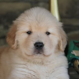 Golden Retriever Puppies from DoubleTake Goldens