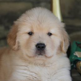 Golden Retriever Puppies from DoubleTake Goldens