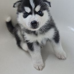 Pomsky Puppies from Peoria Pomskies